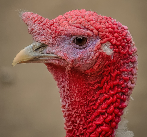 Turkey