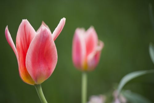 Springtime